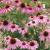 Echinacea purpurea Praire Compact Rose.jpg